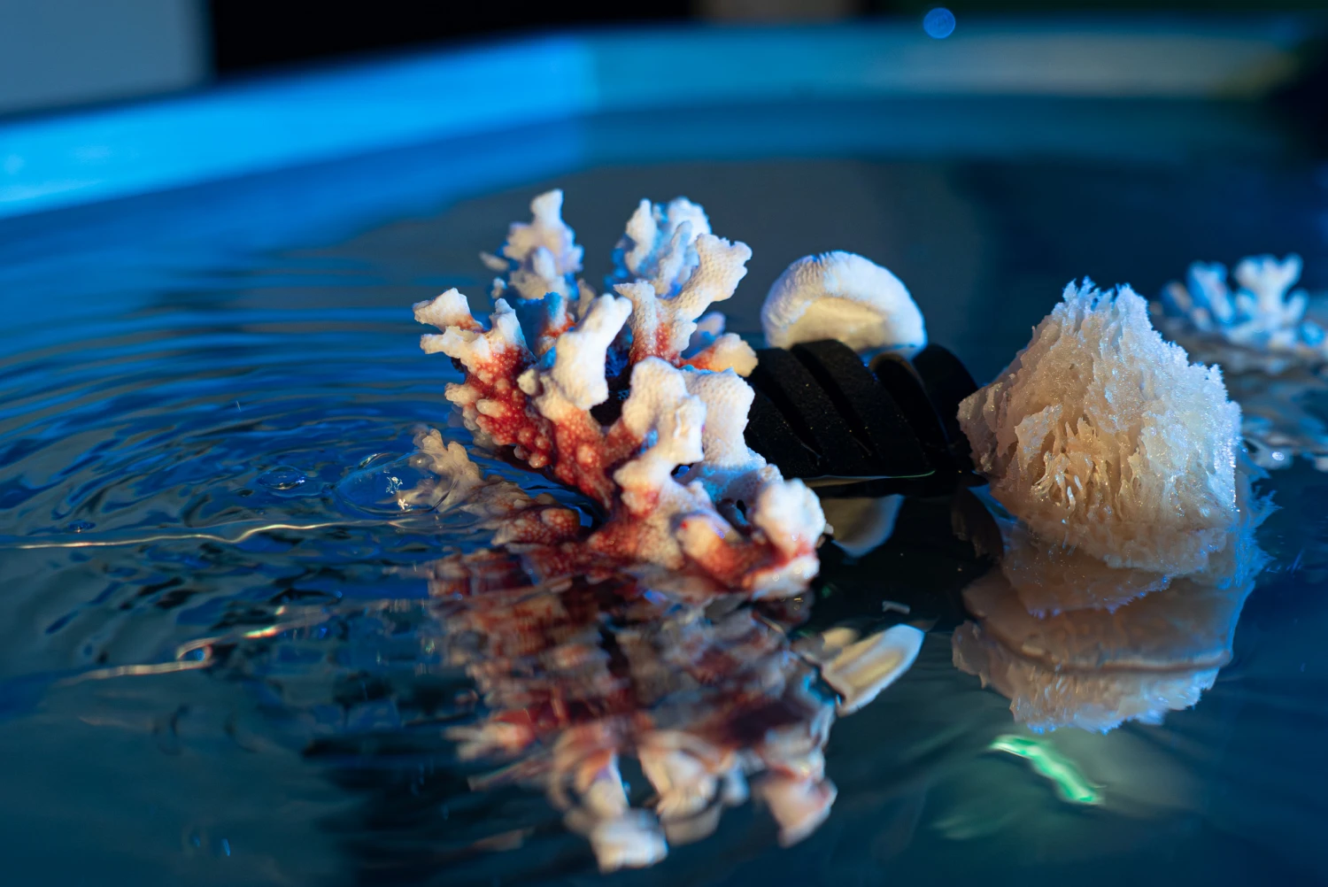 Detail of coral and sea sponge semi-submerged in a shallow pool of rippling water.