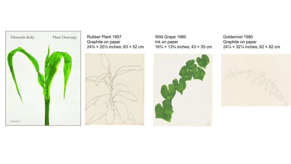 <p>Plant Drawings by Ellsworth Kelly</p>