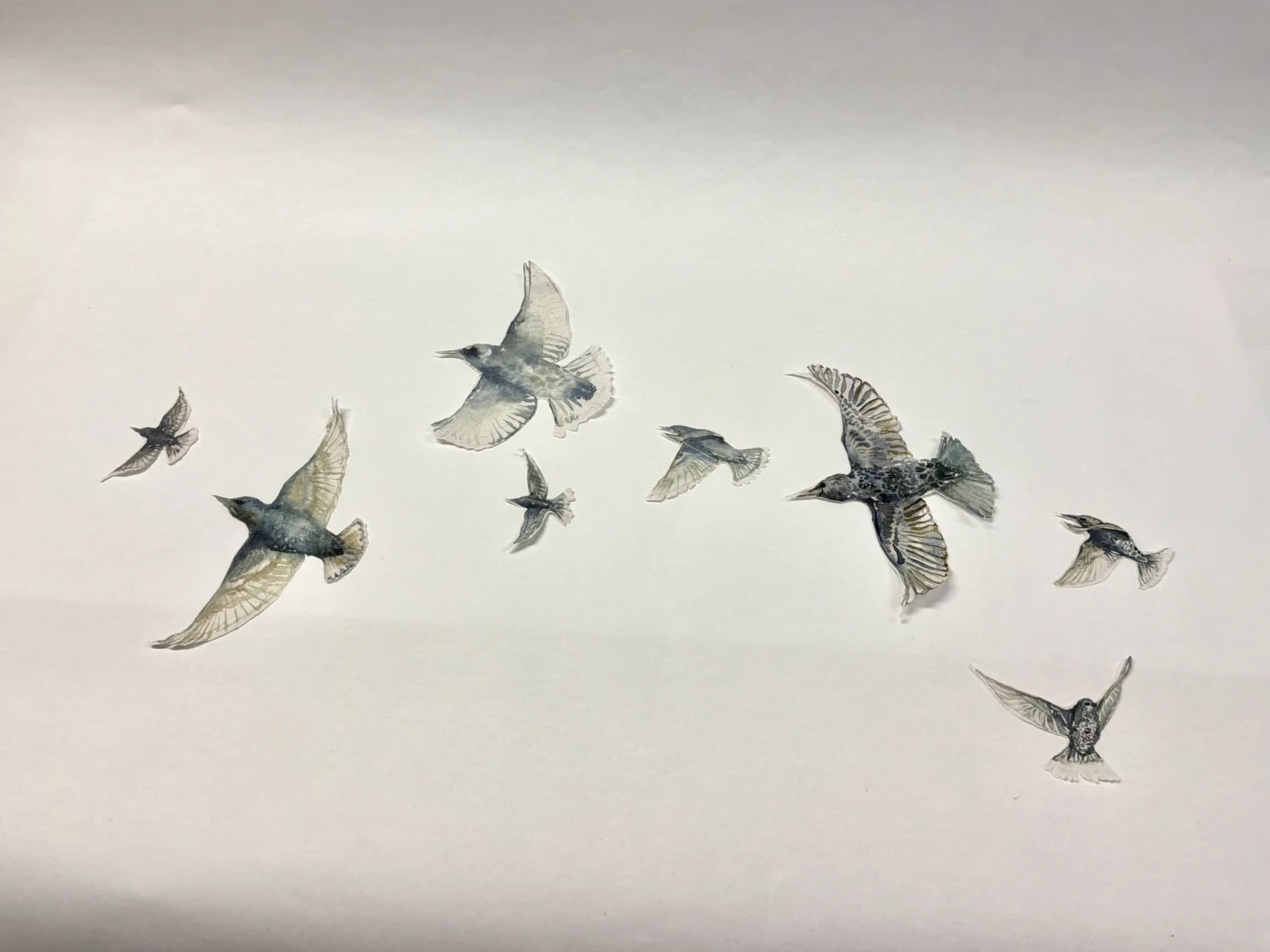 *A Murmur of Branwen*, Starlings individually painted in water colour on Rice Paper, cut out to create a frieze.
