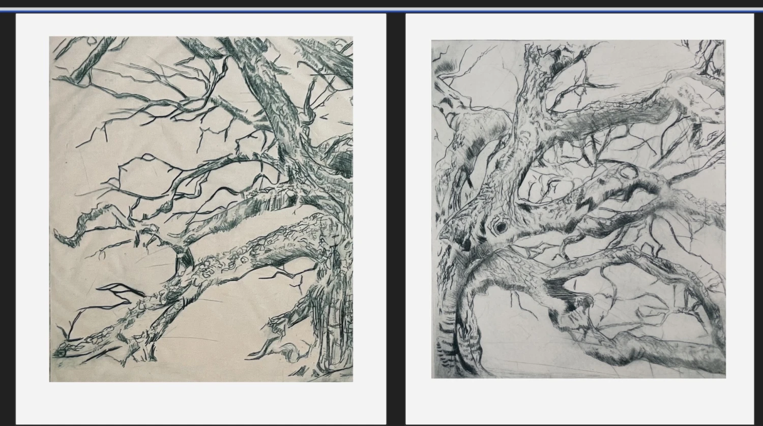 *Troell*, Intaglio black and white Oak tree on Fabriano, 90 x 45 cm.