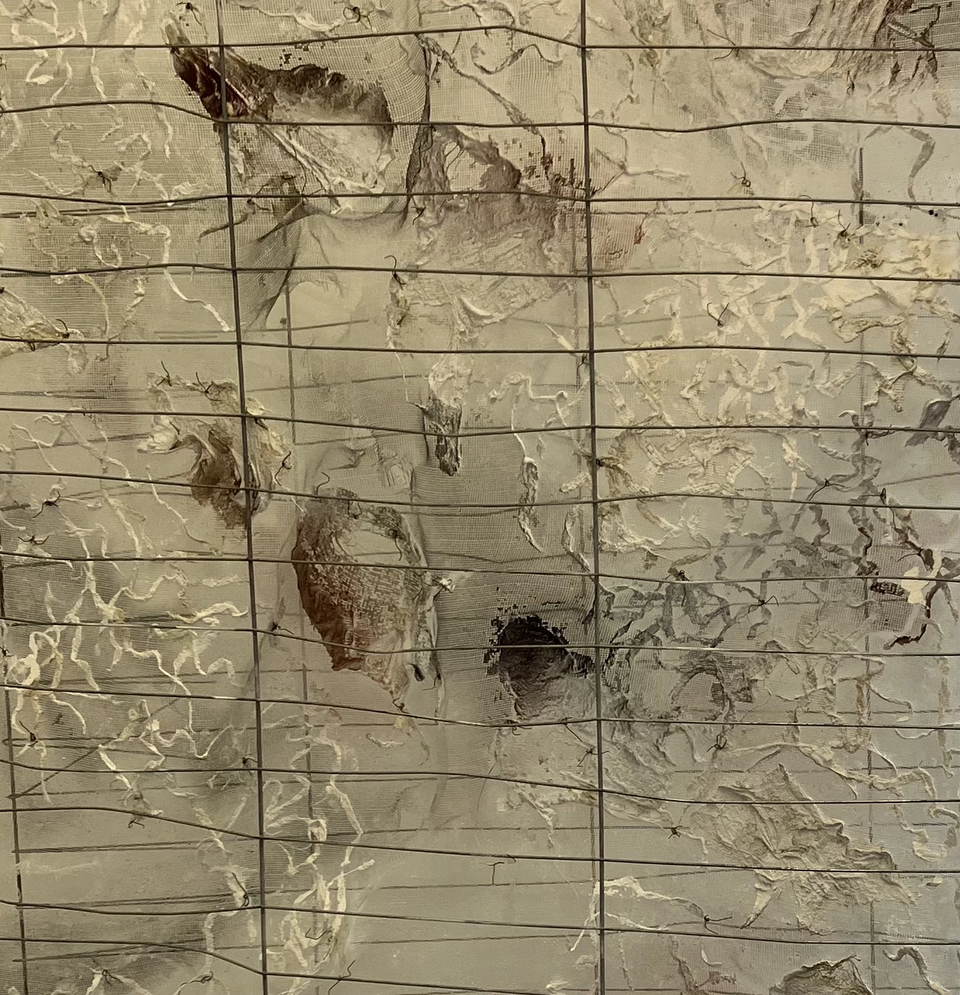 Wire mesh, plaster bandage on found wire fencing frame.