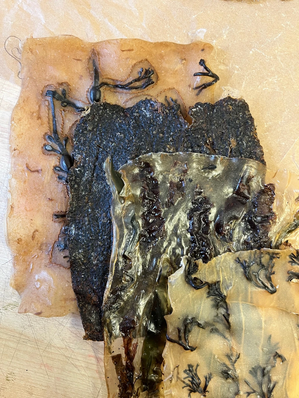 Seaweed leather experiments.