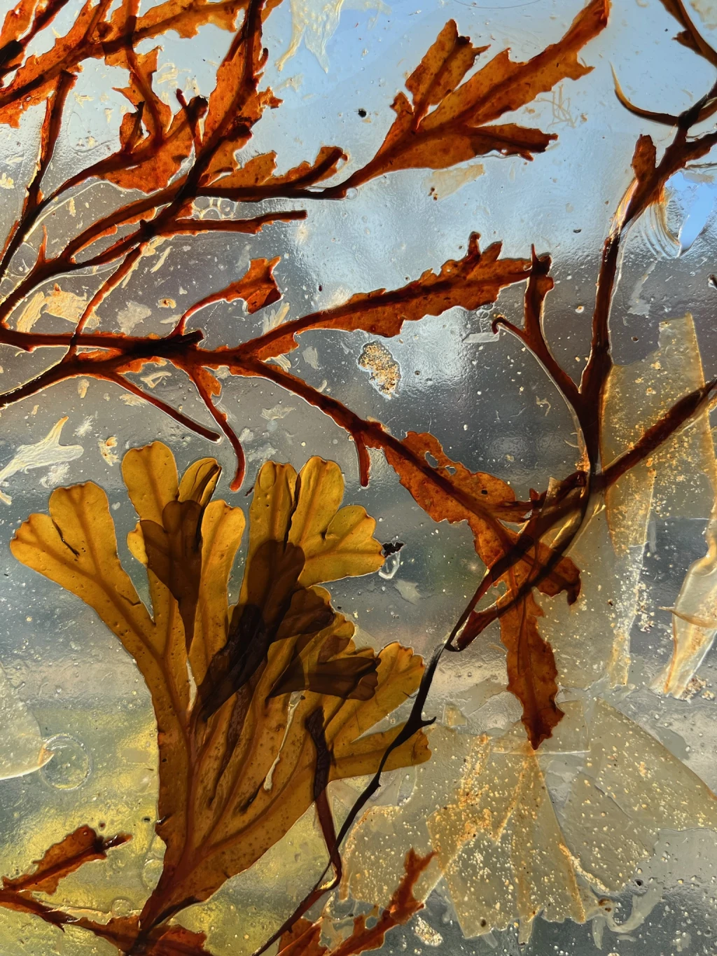 Seaweed leather experiment (agar-agar and dúlamán).