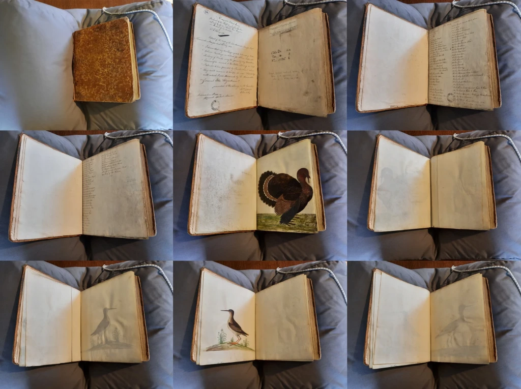 Eleazar Albin et al., composite image of the first nine pages of Albin’s Original Drawings Vol I, 18th century, leather bound book containing 99 watercolour and gouache paintings on vellum interleaved by linen paper, 31 x 24.5 x 6 cm, Z2.2.6, Marsh’s Library. Photographs by Kelsey Duff.