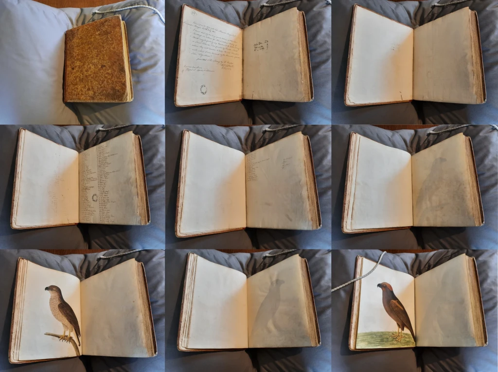Eleazar Albin et al., composite image of the first nine pages of Albin’s Original Drawings Vol II, 18th century, leather bound book containing 102 watercolour and gouache paintings on vellum interleaved by linen paper, 31 x 24.5 x 6.5 cm, Z2.2.7, Marsh’s Library. Photographs by Kelsey Duff.