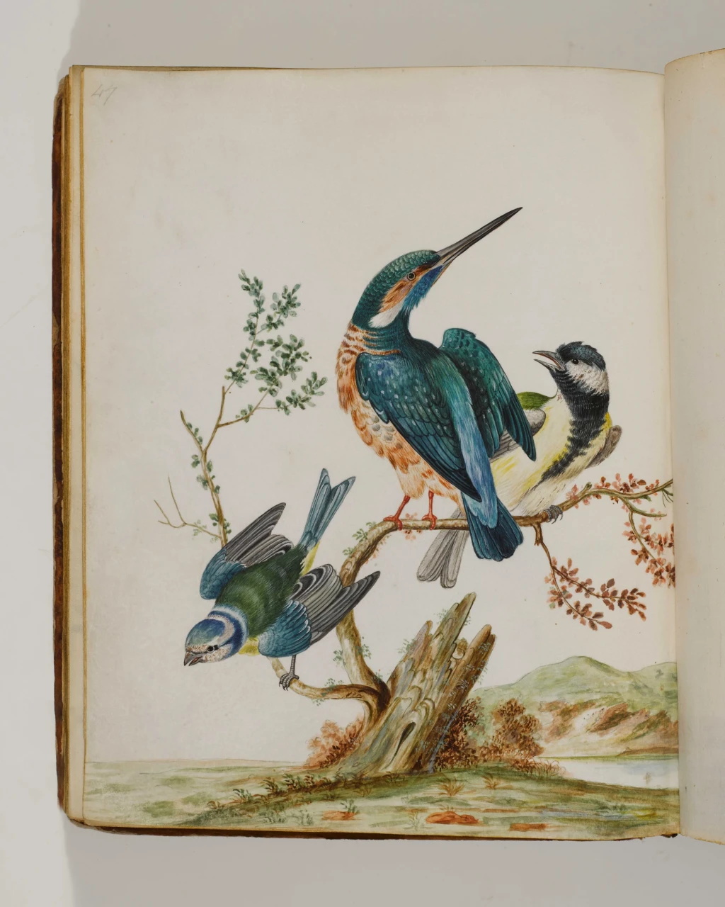 Eleazar Albin et al., ‘Indian . . .’, 18th century, watercolour and gouache on bound vellum, approximately 30 x 23 cm, Z2.2.7_47 verso, Albin’s Original Drawings Vol II, Marsh’s Library. Courtesy of Marsh’s Library.