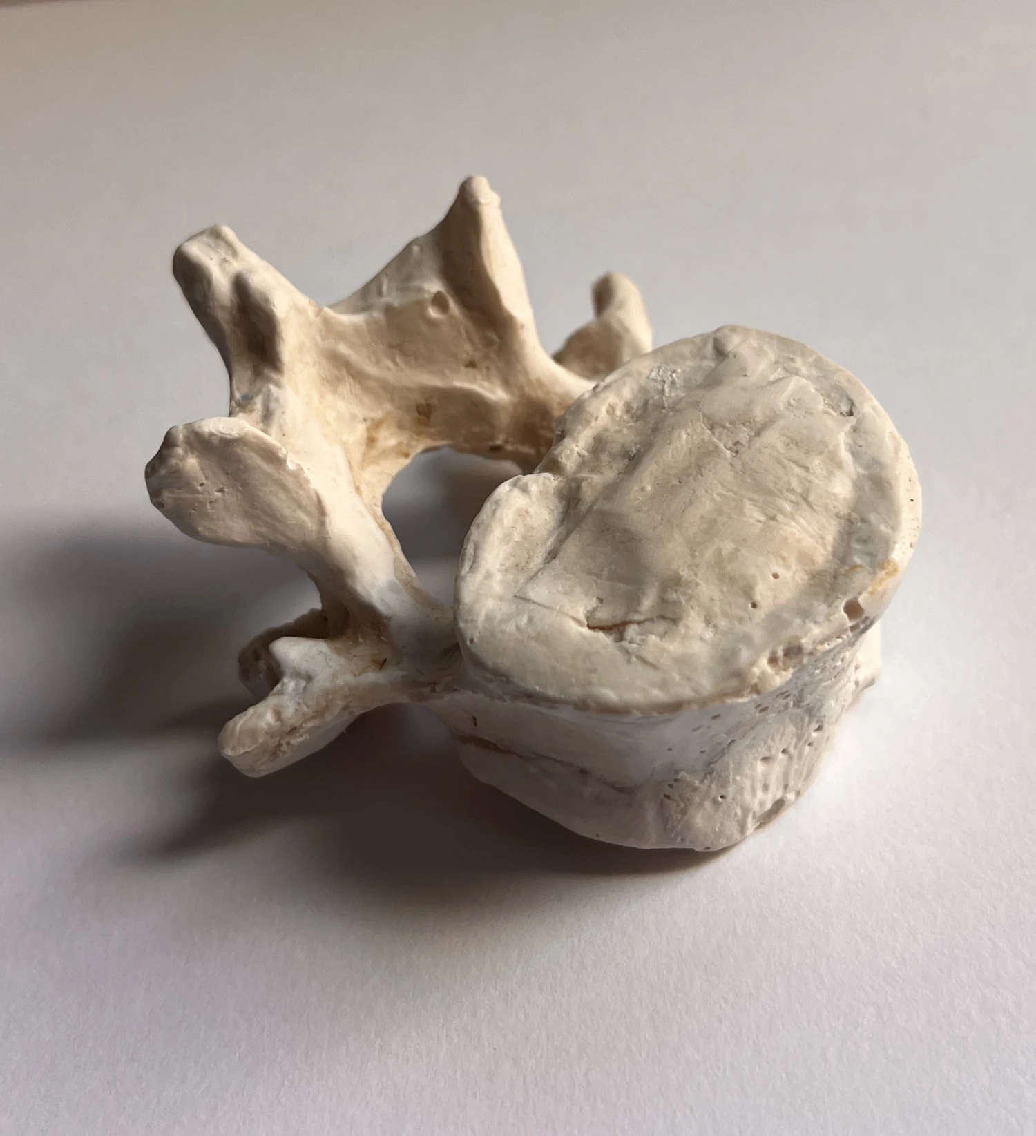 Vertebrae model cast in Jesmonite.