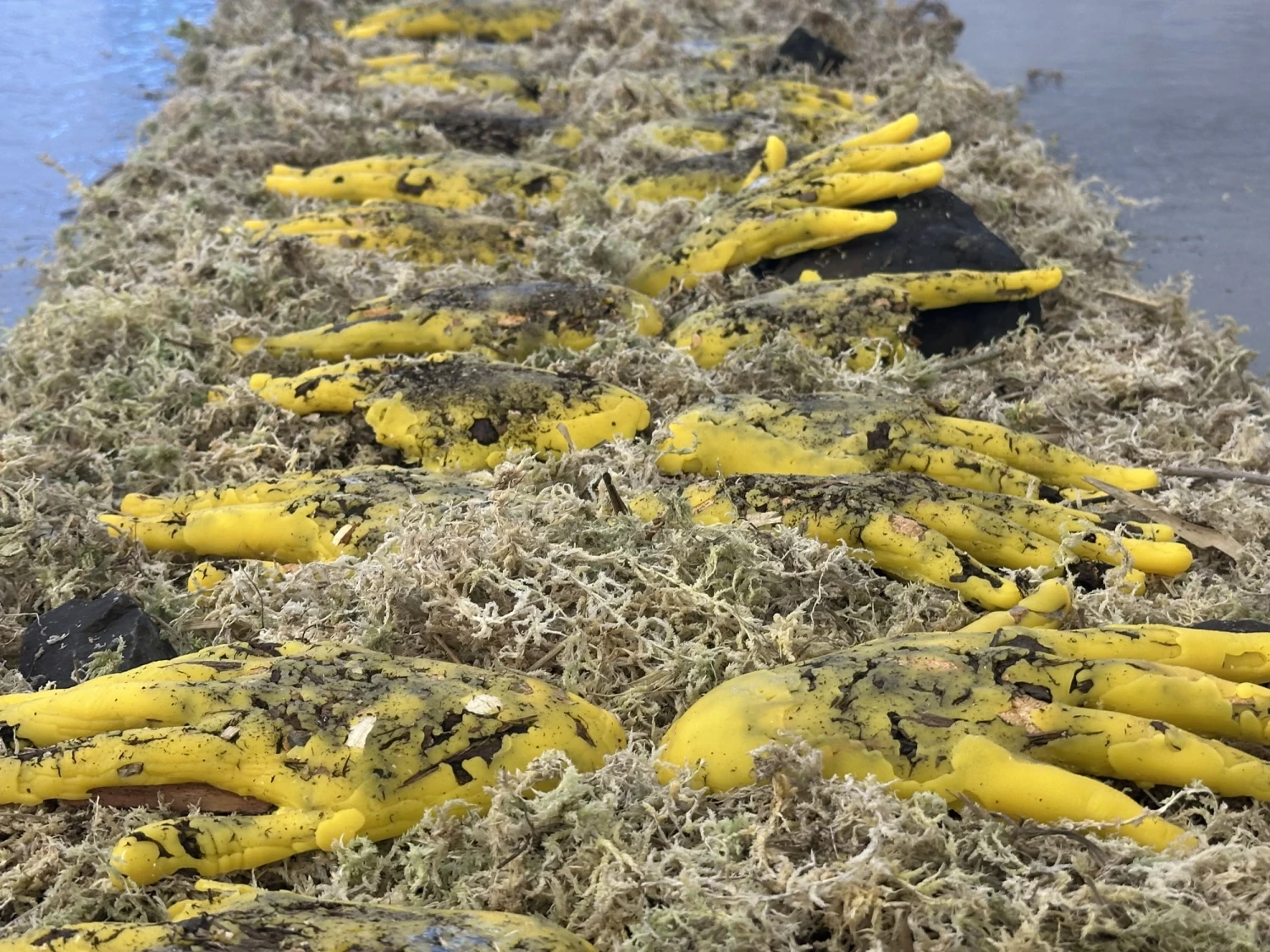 Sphagnum Moss, beeswax pellets, Willow, Elder, Birch, and Scots pine clippings, dimensions variable.
