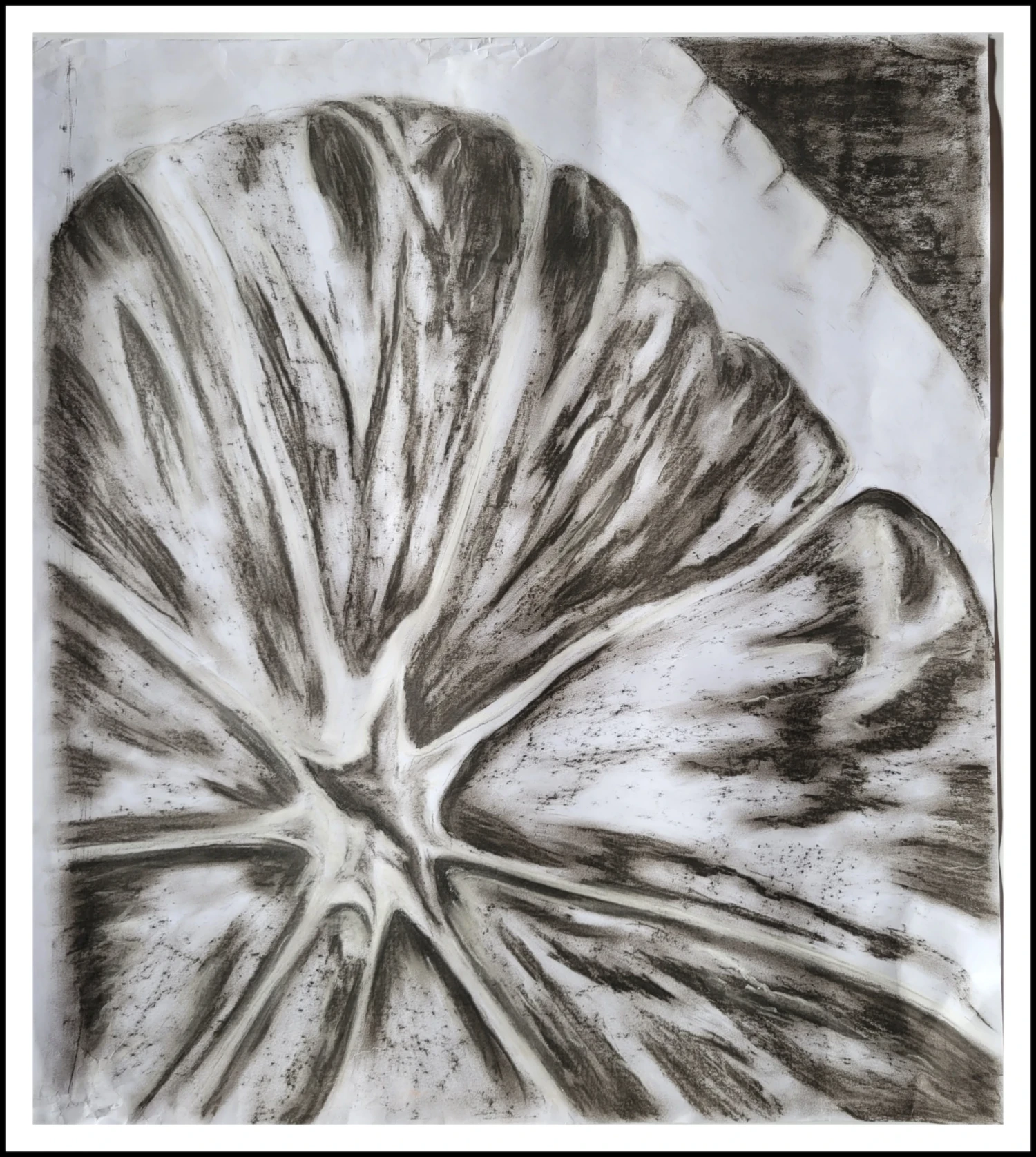 *Albedo*, charcoal on paper, 59.5 x 53.5 cm.