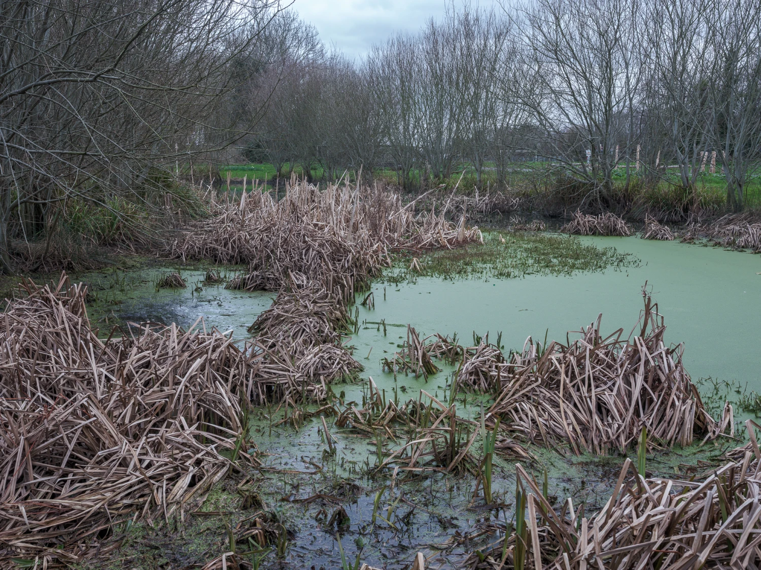*Pond*, Giclée print, 594 x 841 mm.