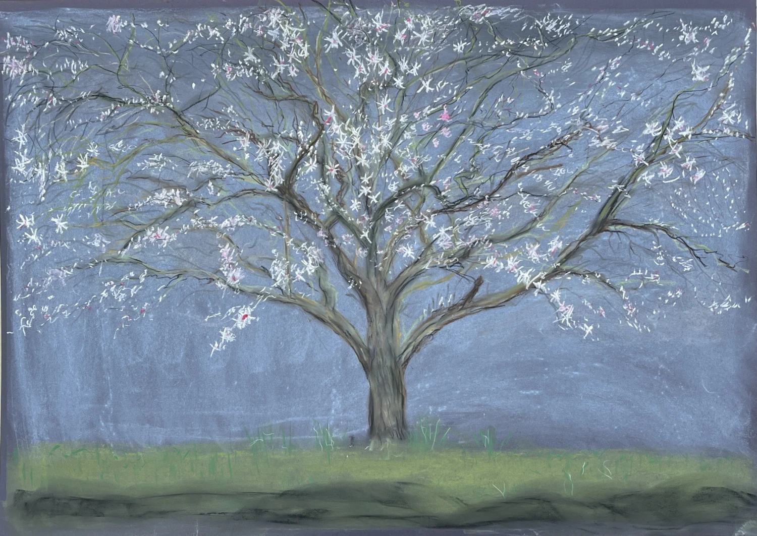 *Plum Cherry in Blossom, February 2026*, chalk pastel on grey paper, 59 x 84 cm.