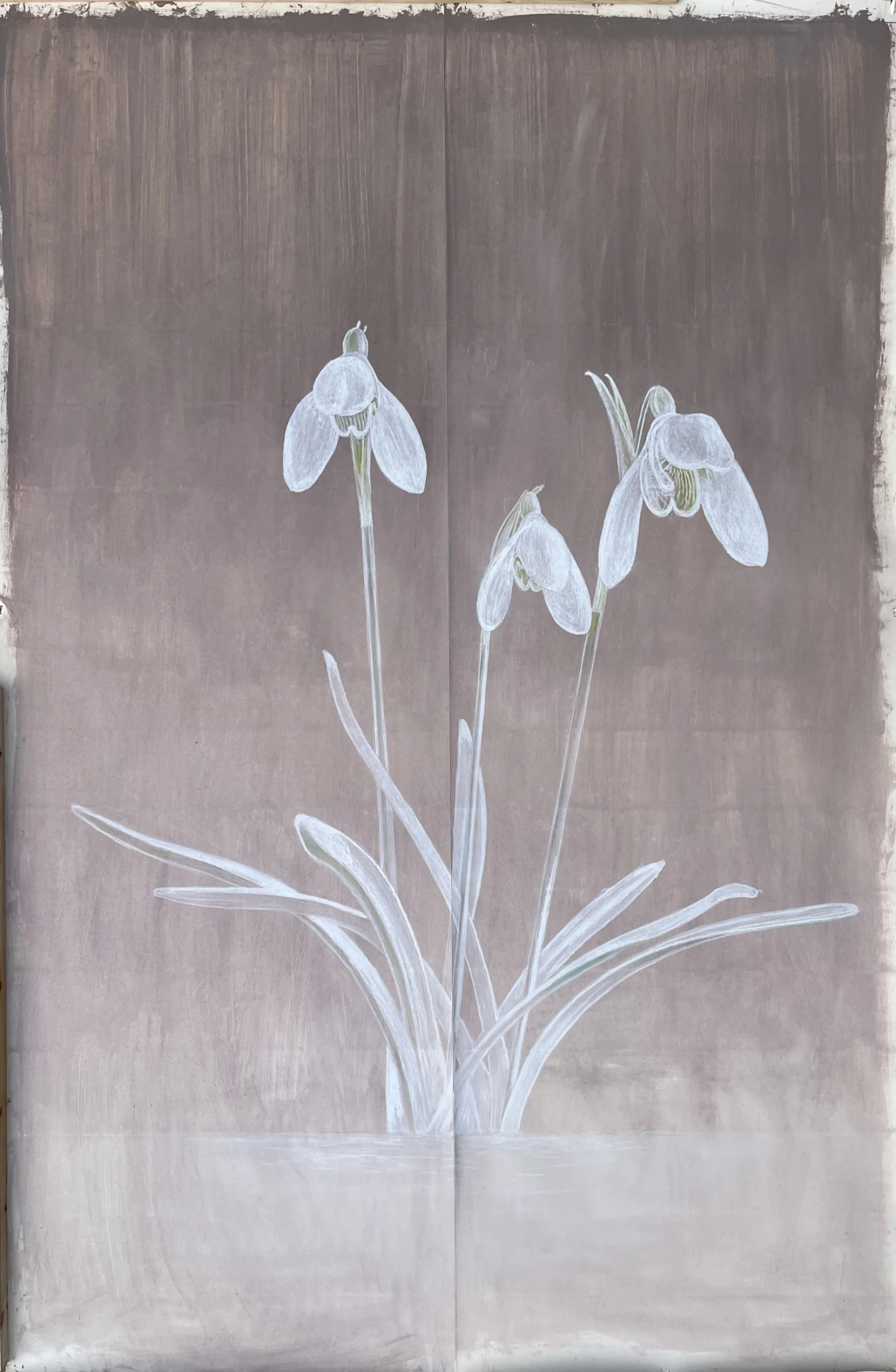 *Snowdrops 2026*, chalk pastel on tinted gesso on lining paper, 170 x 112 cm.